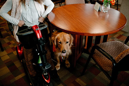 Student in wheelchair with guide dog